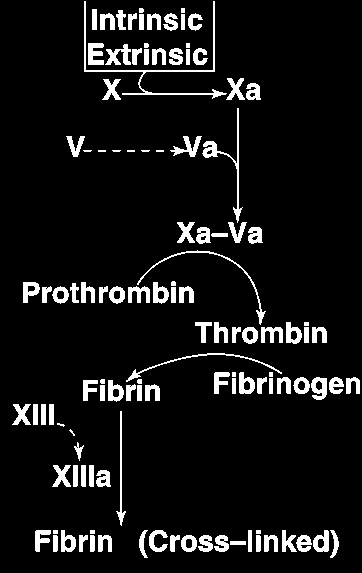 Via comune Fattore X converte protrombina in trombina Trombina converte fibrinogeno (solubile) in fibrina