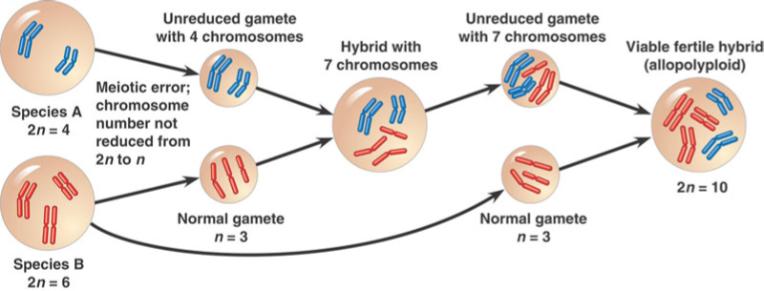 POLIPLOIDIA: moltiplicazione di tutti i cromosomi, al cui interno troviamo: a) Autopoliploidi: piante poliplioidi in cui 2 o più