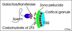 La proteina ZP3 della zona pellucida si lega allo