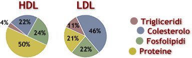 Le lipoproteine HDL (lipoproteine ad alta densità). Sono prodotte a livello epatico e del piccolo intestino.