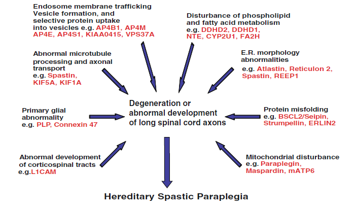 Fisiopatologia molecolare nelle PSE 4.