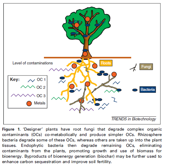 Un esempio di integrazione pianta microrganismi per ridurre gli inquinanti nell ambiente I microrganismi nell interazione tra piante: L allelopatia