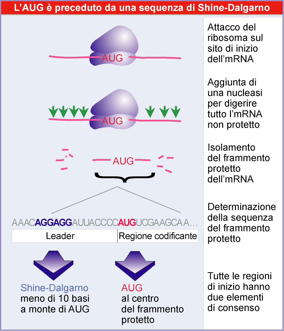 Lewin, IL GENE VIII,