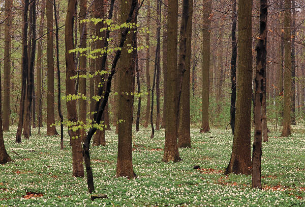 ECOSISTEMA BOSCO