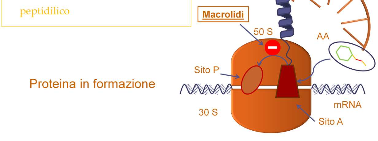 specifiche molecole di trna. Ogni trna ha due siti specifici: uno per l attacco dell aa e uno per l anticodon. Nel complesso mrna-ribosoma sono presenti due siti: accettore A e donatore (o P).