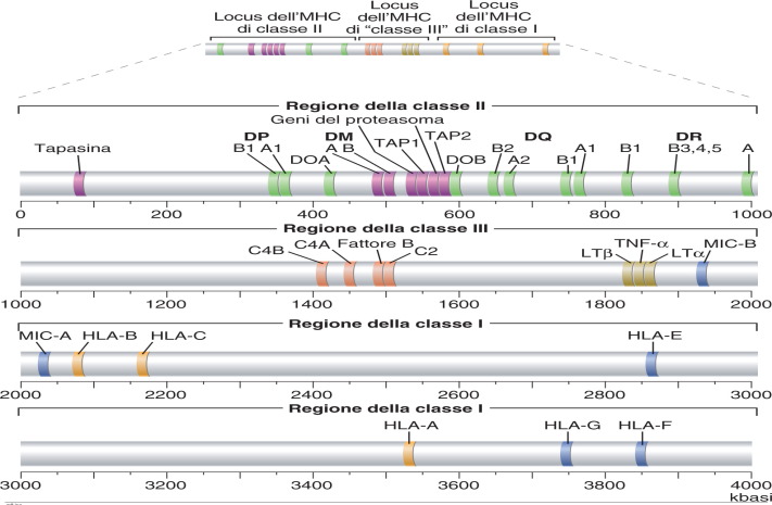 MOLECOLE MHC CLASSE I E CLASSE II Il locus MHC contiene due tipi di geni polimorfi, i geni di classe I e II, che codificano diverse