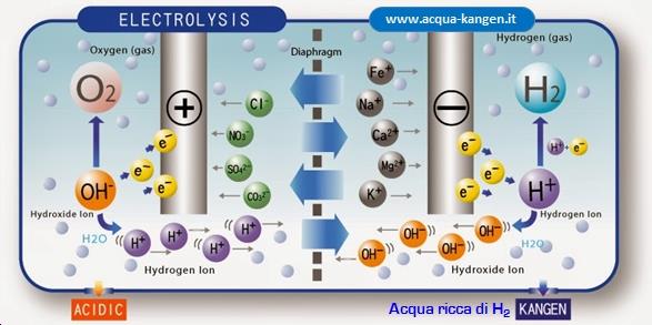 Gli Ionizzatori Enagic (che nascono come dispositivi elettromedicali in Giappone) hanno una membrana che consente di separare gli ioni OH - alcalini dagli ioni H + acidi.