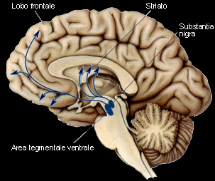 Il sistema Dopamina La Dopamina è il neurotrasmettitore della Substantia nigra e dell area tegmentale ventrale.