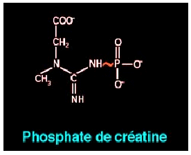 Adenosintrifosfato (ATP) Fosfato Adenina Ribosio Legame ricco d energia La contrazione del muscolo scheletrico dipende dal rifornimento continuo di ATP.