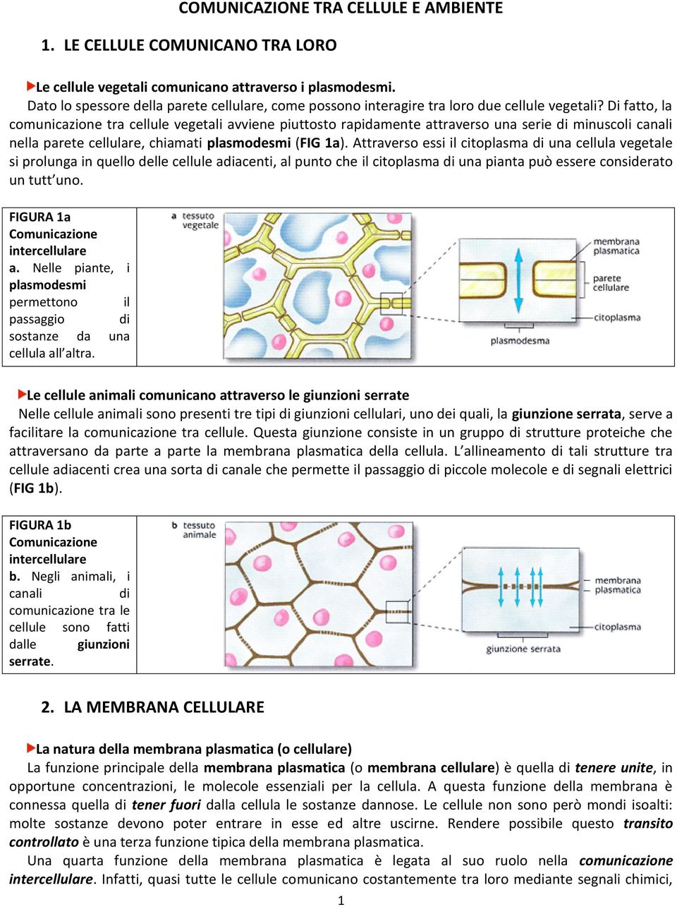 Di fatto, la comunicazione tra cellule vegetali avviene piuttosto rapidamente attraverso una serie di minuscoli canali nella parete cellulare, chiamati plasmodesmi (FIG 1a).