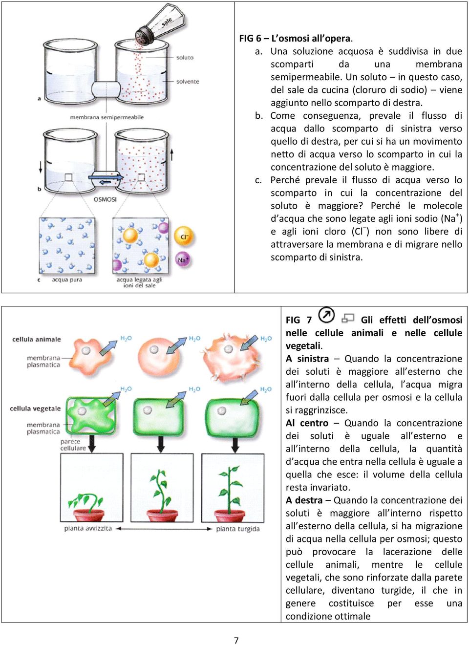 Come conseguenza, prevale il flusso di acqua dallo scomparto di sinistra verso quello di destra, per cui si ha un movimento netto di acqua verso lo scomparto in cui la concentrazione del soluto è