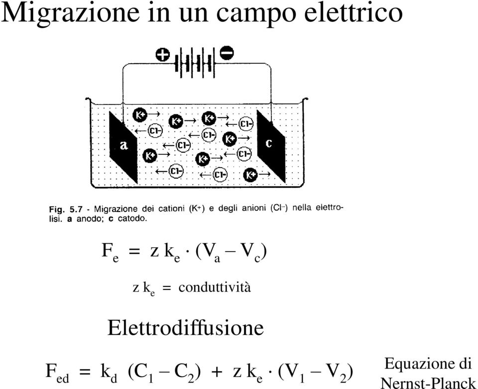Elettrodiffusione F ed = k d (C 1 C 2 )