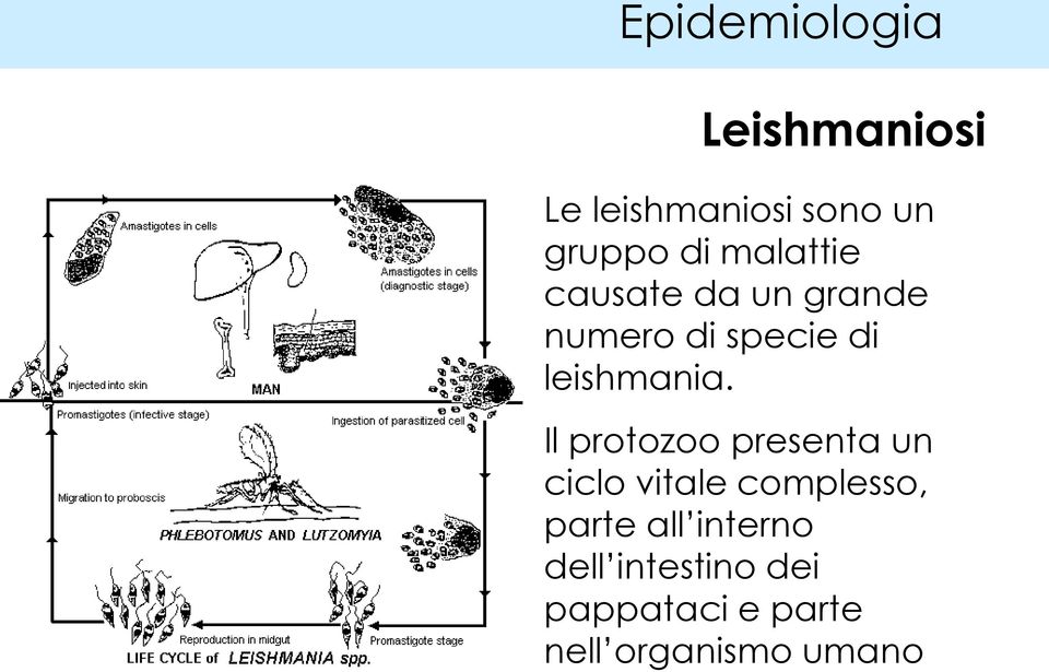 Il protozoo presenta un ciclo vitale complesso, parte all