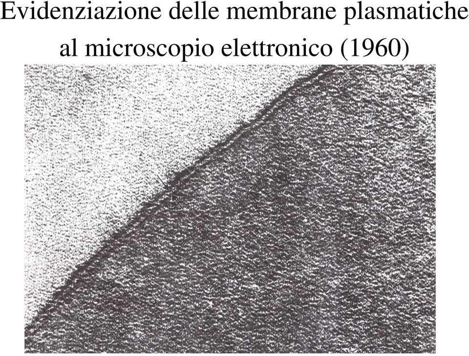 plasmatiche al