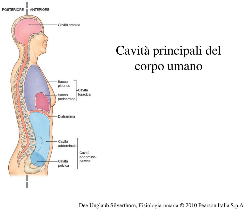 Silverthorn, Fisiologia