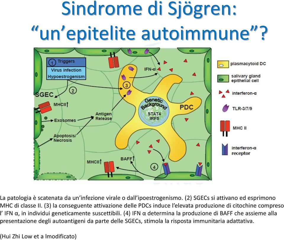 (3) la conseguente attivazione delle PDCs induce l elevata produzione di citochine compreso l IFN α, in individui