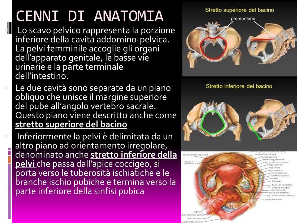 Le due cavità sono separate da un piano obliquo che unisce il margine superiore del pube all angolo vertebro sacrale.