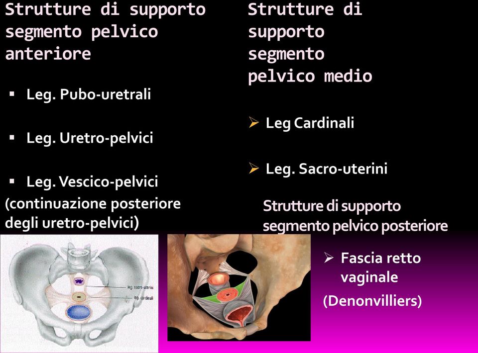 Vescico-pelvici (continuazione posteriore degli uretro-pelvici) Strutture di