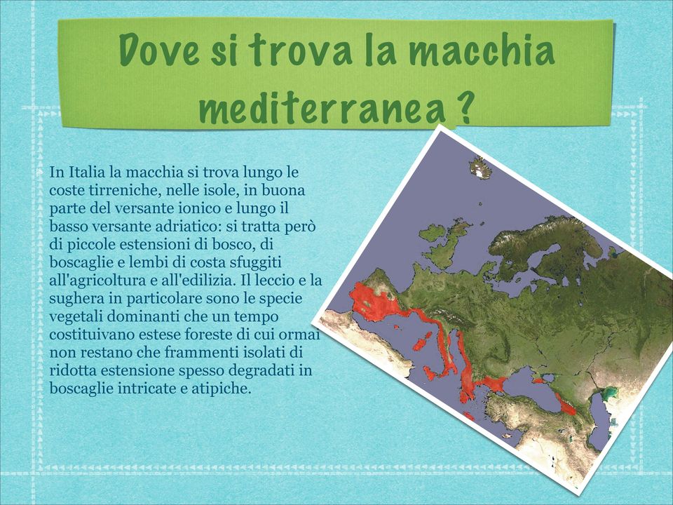 adriatico: si tratta però di piccole estensioni di bosco, di boscaglie e lembi di costa sfuggiti all'agricoltura e all'edilizia.