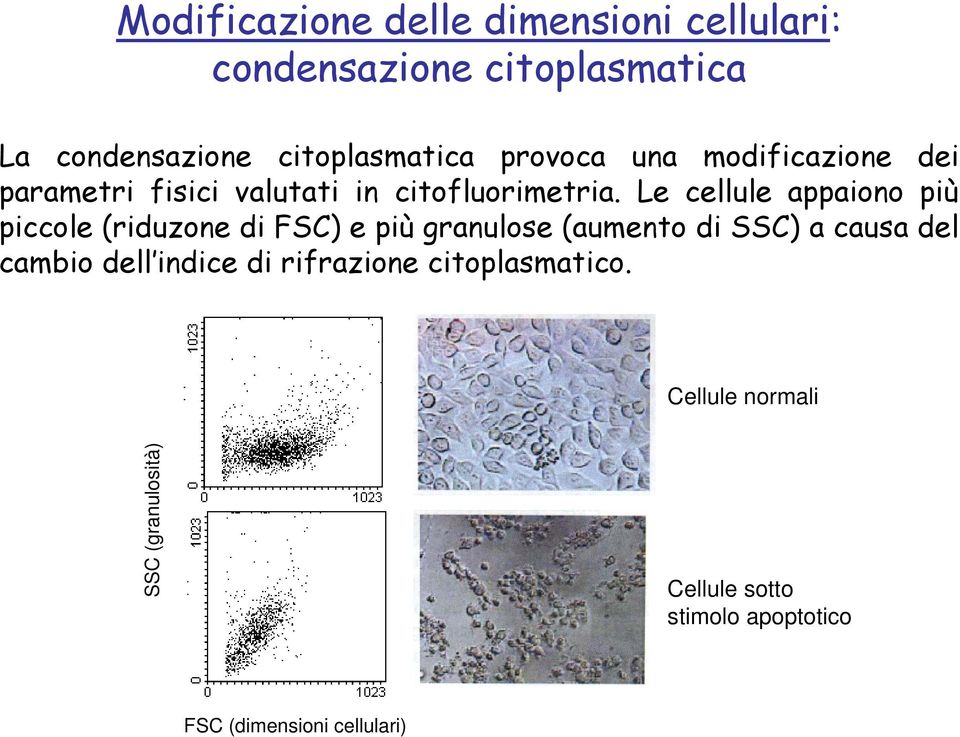 Le cellule appaiono più piccole (riduzone di FSC) e più granulose (aumento di SSC) a causa del cambio