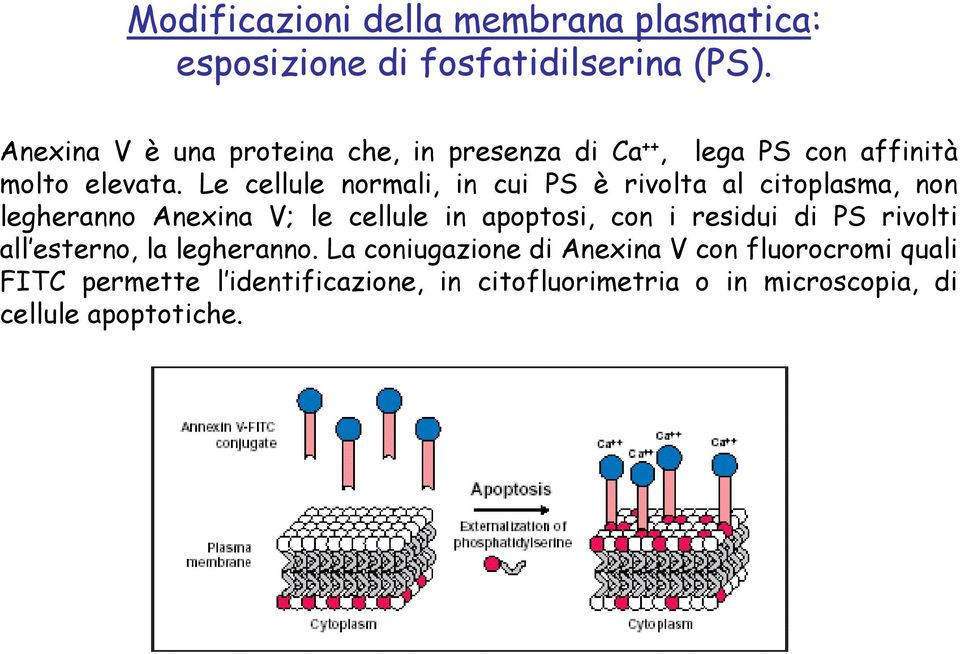 Le cellule normali, in cui PS è rivolta al citoplasma, non legheranno Anexina V; le cellule in apoptosi, con i residui