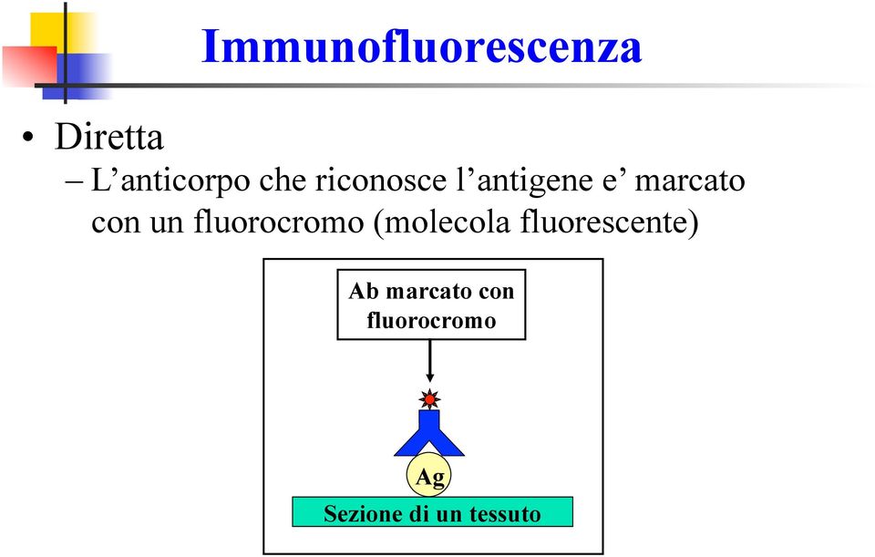 fluorocromo (molecola fluorescente) Ab