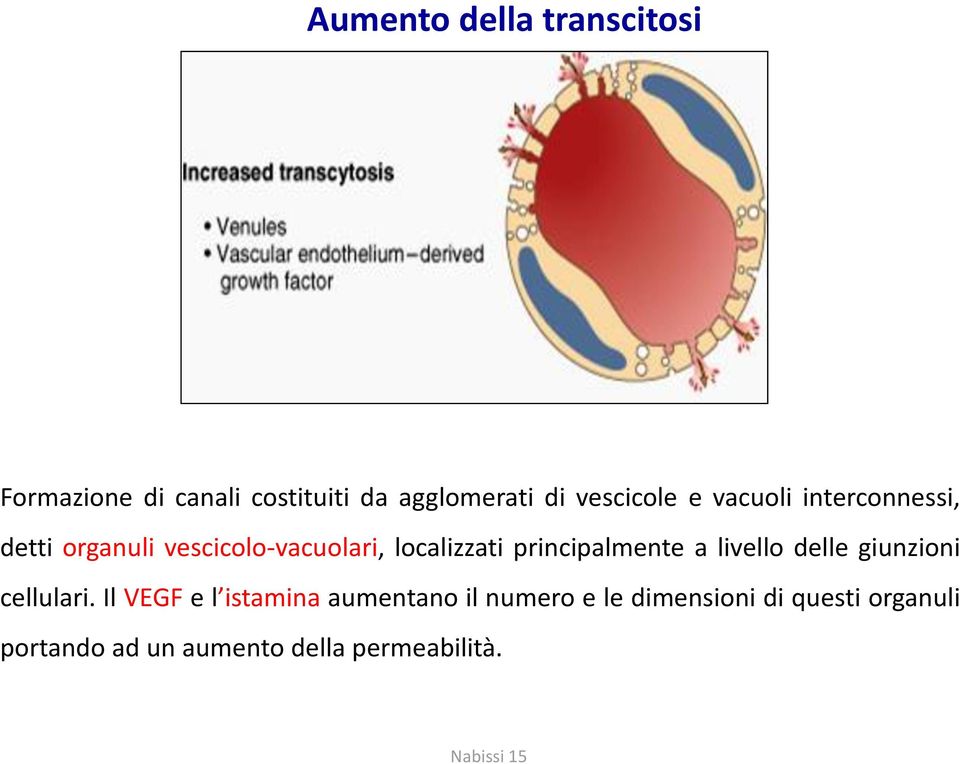 principalmente a livello delle giunzioni cellulari.