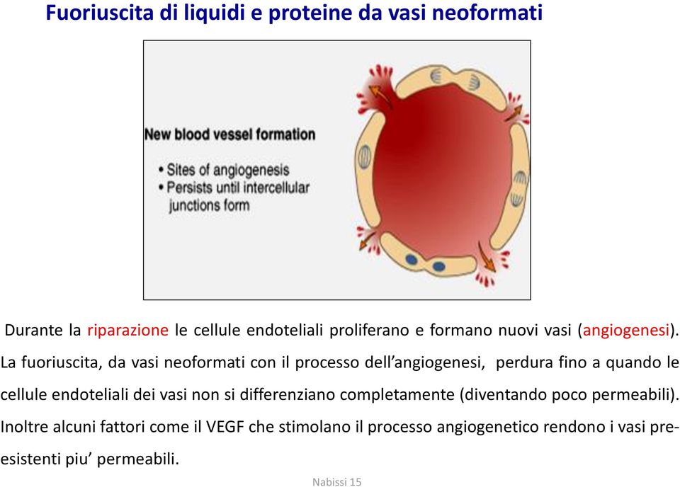 La fuoriuscita, da vasi neoformati con il processo dell angiogenesi, perdura fino a quando le cellule endoteliali