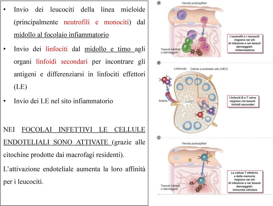 linfociti effettori (LE) Invio dei LE nel sito infiammatorio NEI FOCOLAI INFETTIVI LE CELLULE ENDOTELIALI SONO ATTIVATE