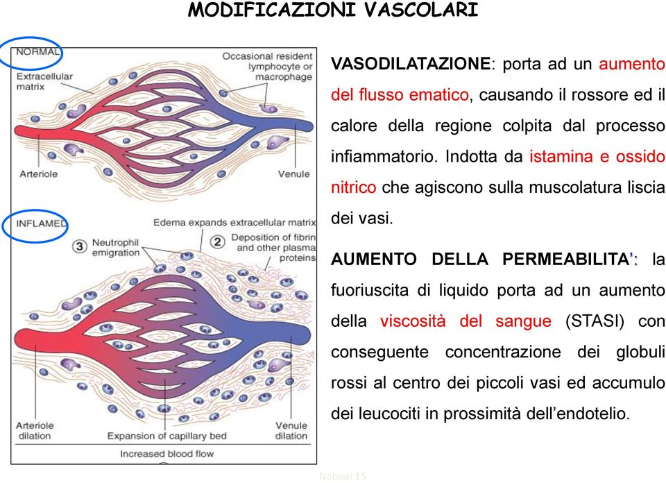 Indotta da istamina e ossido nitrico che agiscono sulla muscolatura liscia dei vasi.