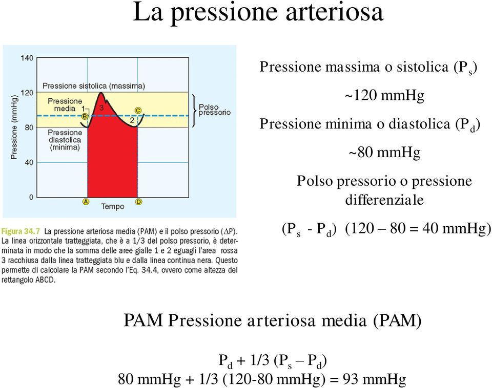 pressione differenziale (P s - P d ) (120 80 = 40 mmhg) PAM Pressione