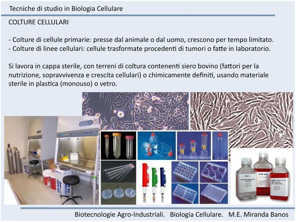 Si lavora in cappa sterile, con terreni di coltura contenenm siero bovino (fadori per la nutrizione,