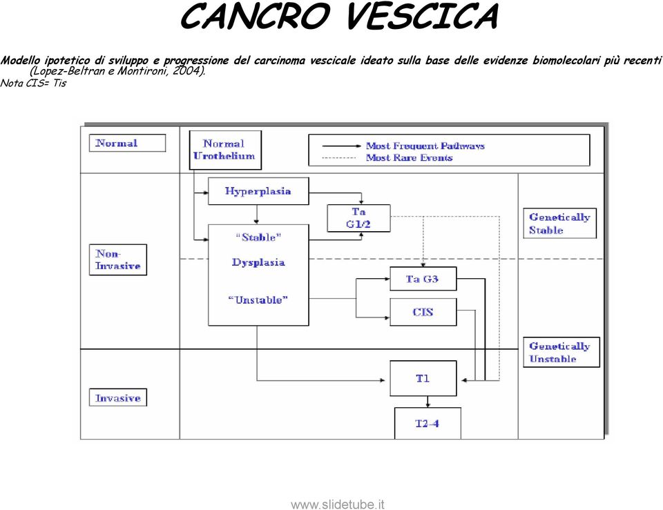 sulla base delle evidenze biomolecolari più