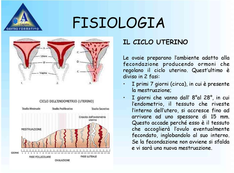 endometrio, il tessuto che riveste l interno dell utero, si accresce fino ad arrivare ad uno spessore di 15 mm.