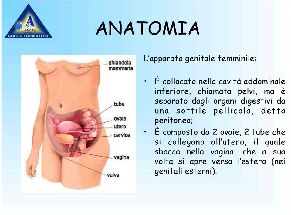 pellicola, detta peritoneo; È composto da 2 ovaie, 2 tube che si collegano all