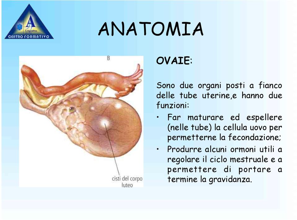 uovo per permetterne la fecondazione; Produrre alcuni ormoni utili a