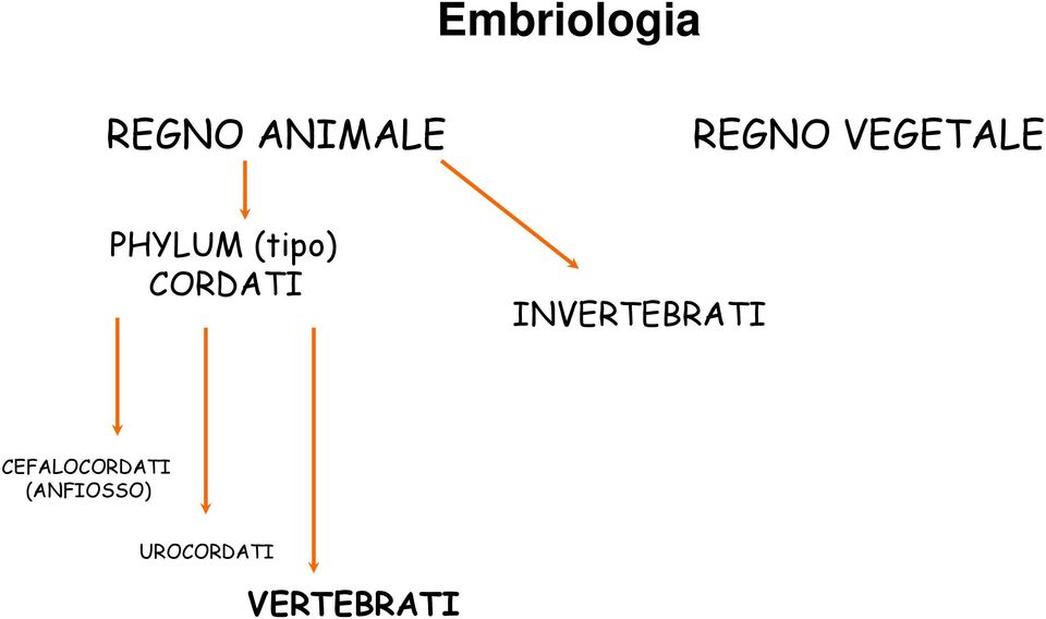 CORDATI INVERTEBRATI