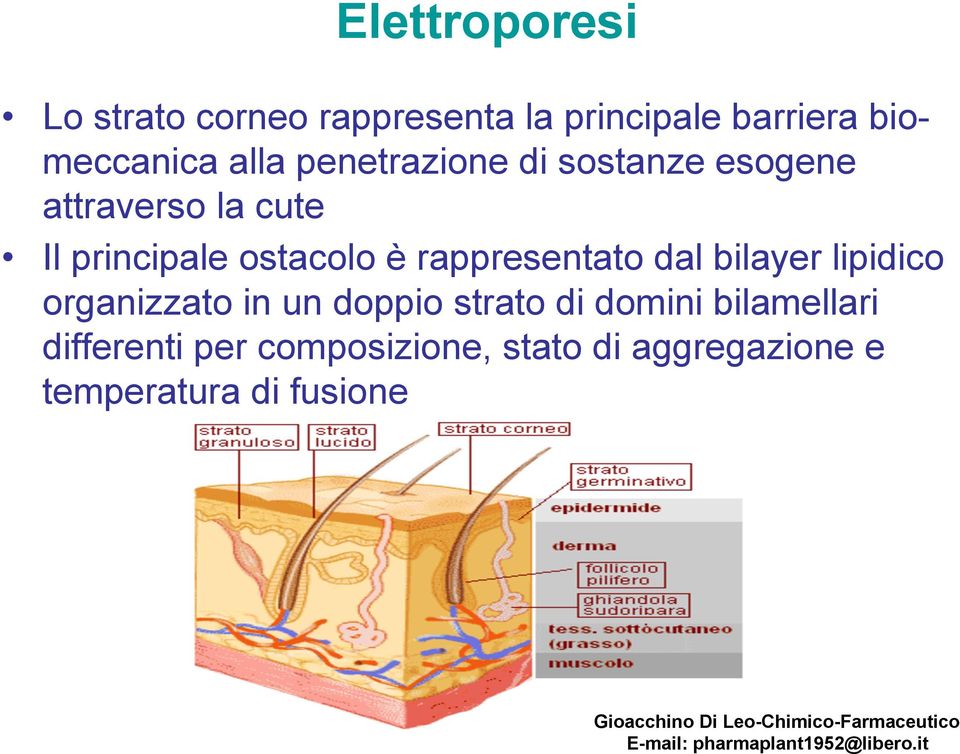 organizzato in un doppio strato di domini bilamellari differenti per composizione, stato di