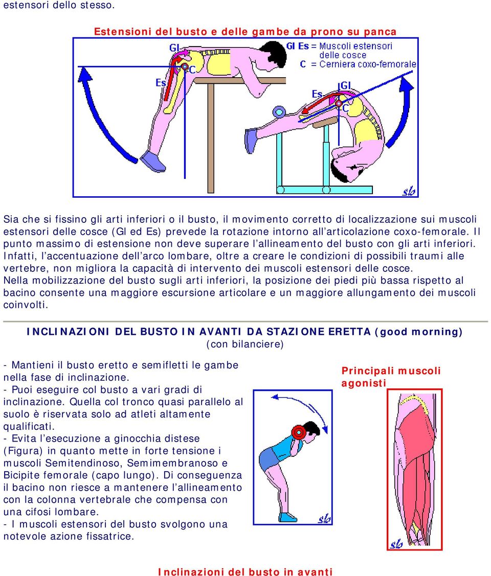 rotazione intorno all articolazione coxo-femorale. Il punto massimo di estensione non deve superare l allineamento del busto con gli arti inferiori.