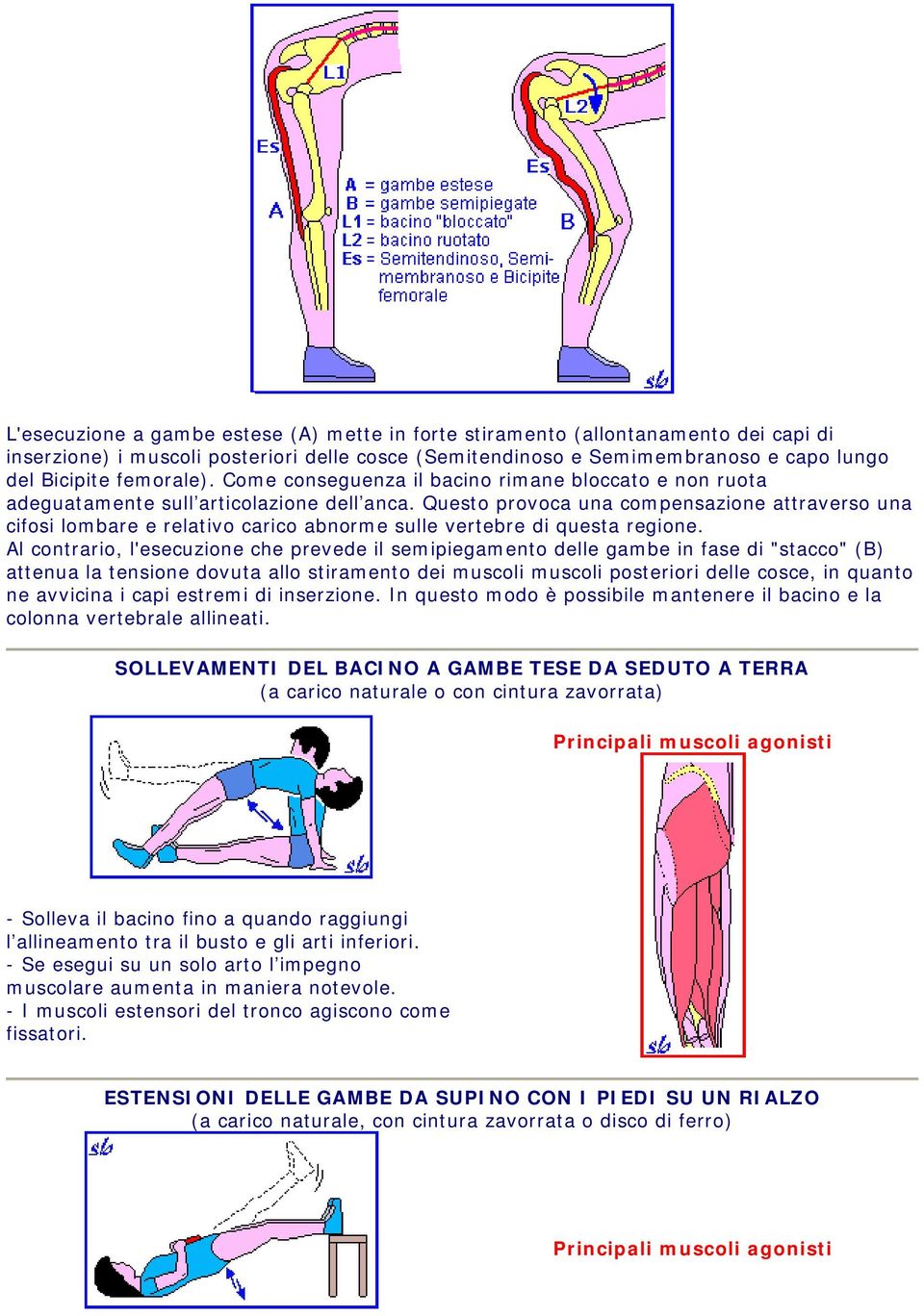 Questo provoca una compensazione attraverso una cifosi lombare e relativo carico abnorme sulle vertebre di questa regione.