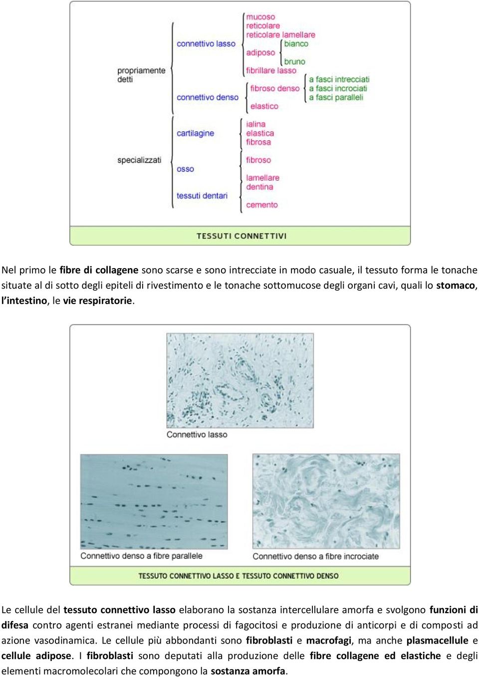 Le cellule del tessuto connettivo lasso elaborano la sostanza intercellulare amorfa e svolgono funzioni di difesa contro agenti estranei mediante processi di fagocitosi e produzione