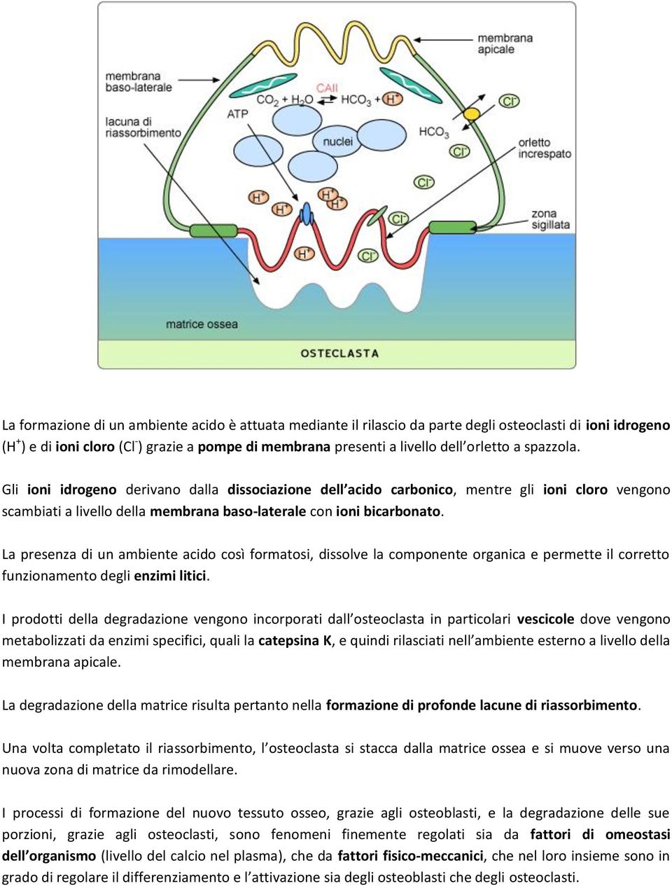 La presenza di un ambiente acido così formatosi, dissolve la componente organica e permette il corretto funzionamento degli enzimi litici.