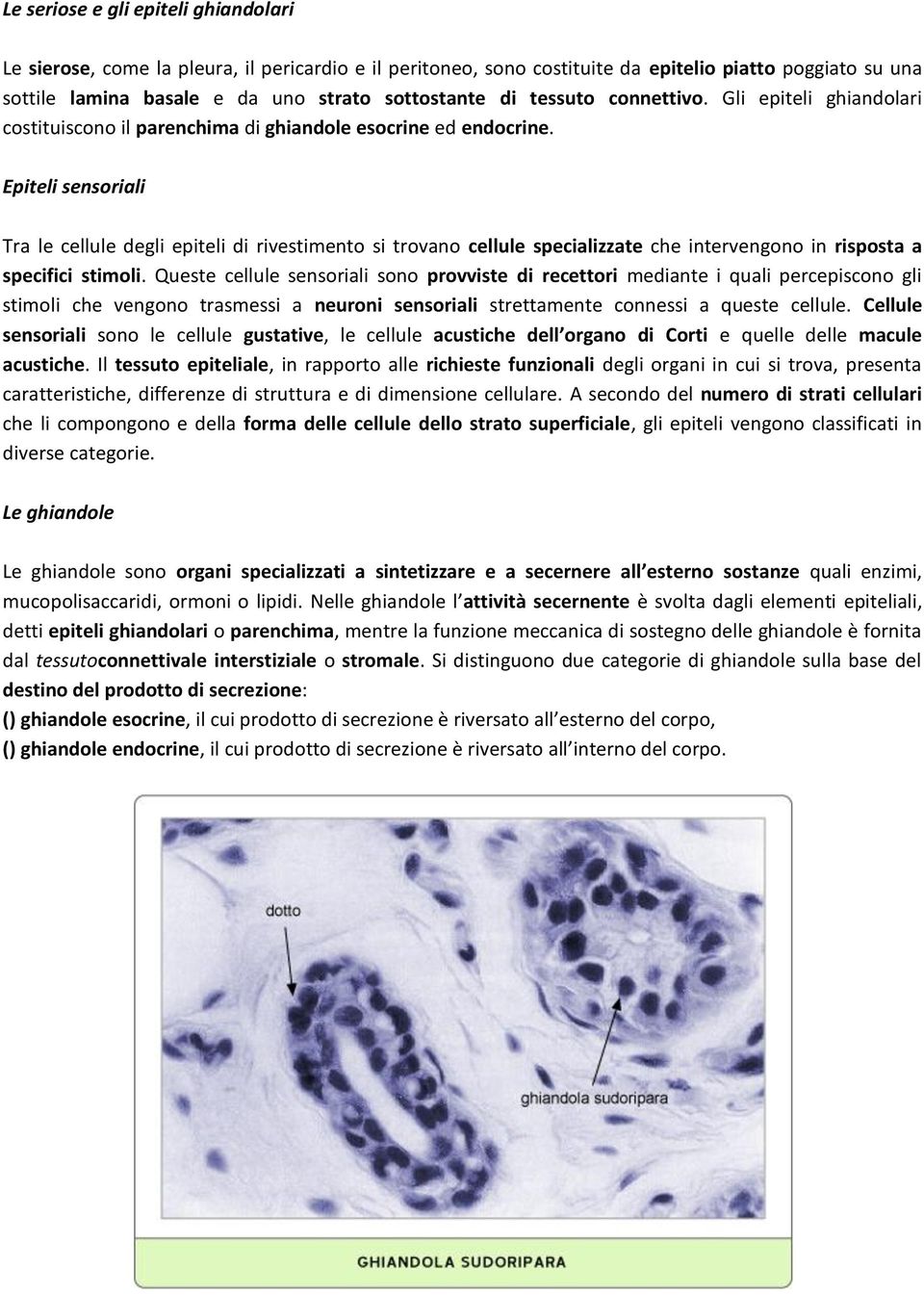 Epiteli sensoriali Tra le cellule degli epiteli di rivestimento si trovano cellule specializzate che intervengono in risposta a specifici stimoli.