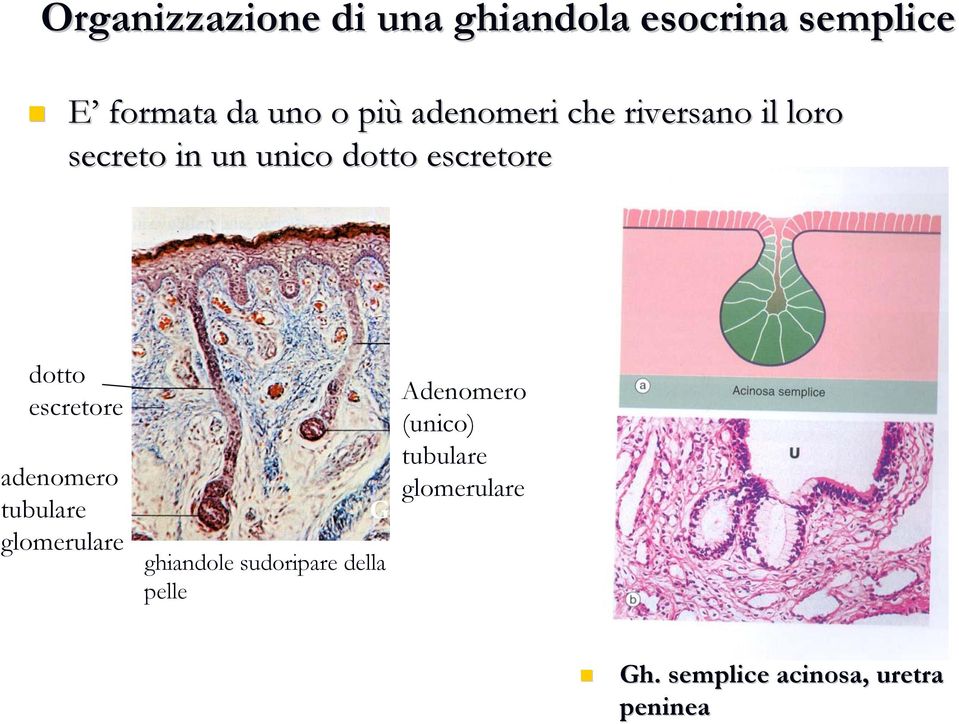 tubulare glomerulare Adenomero (unico) tubulare glomerulare Ghiandole sudoripare