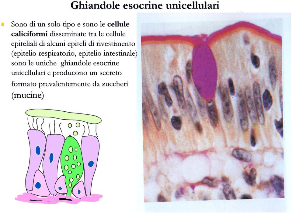 respiratorio, epitelio intestinale) sono le uniche ghiandole esocrine unicellulari e