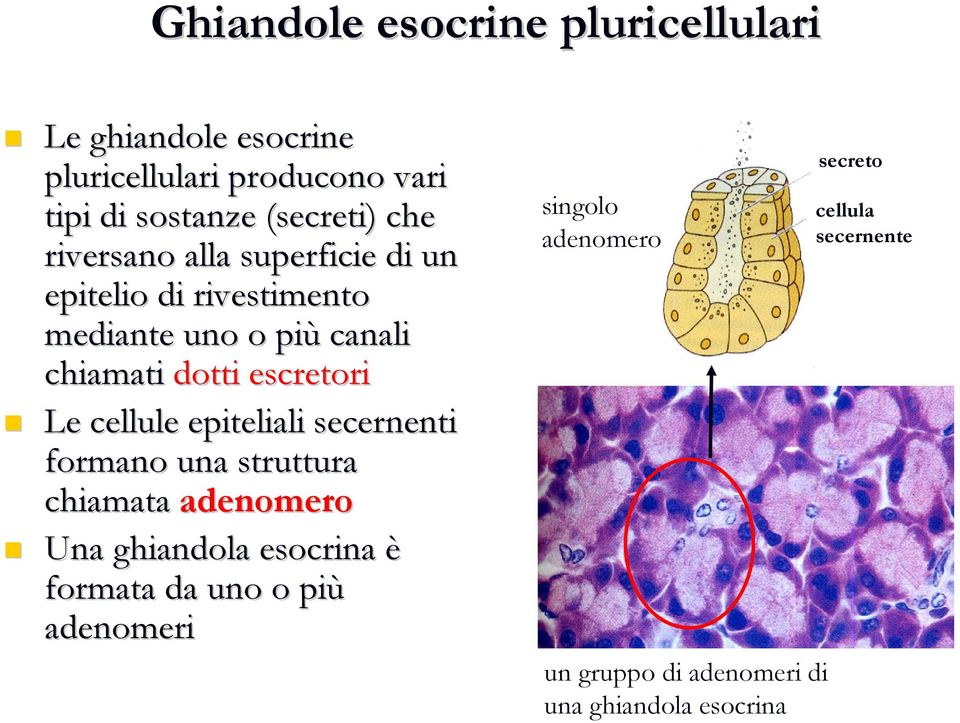 escretori Le cellule epiteliali secernenti formano una struttura chiamata adenomero Una ghiandola esocrina è