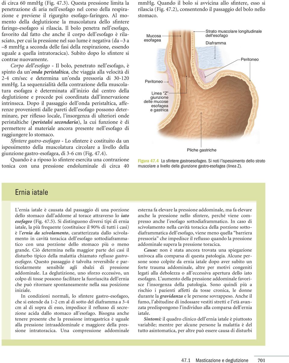 Il bolo penetra nell esofago, favorito dal fatto che anche il corpo dell esofago è rilasciato, per cui la pressione nel suo lume è negativa (da 3 a 8 mmhg a seconda delle fasi della respirazione,