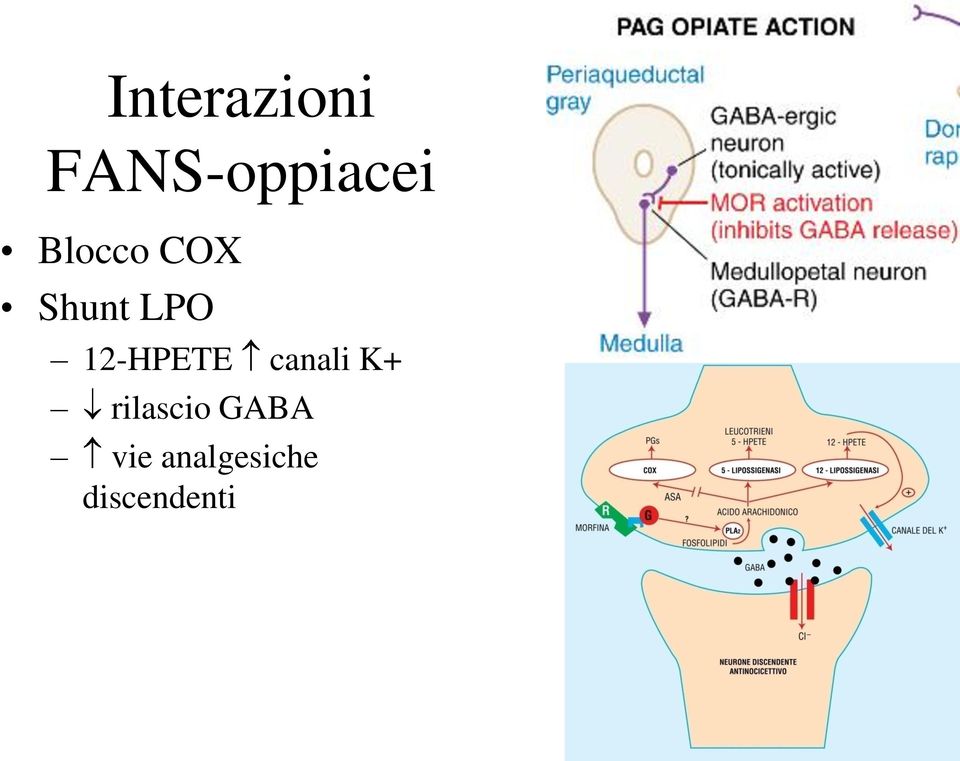 12-HPETE canali K+