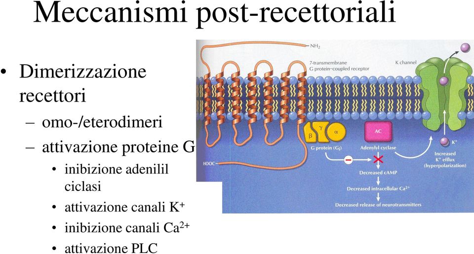 proteine G inibizione adenilil ciclasi