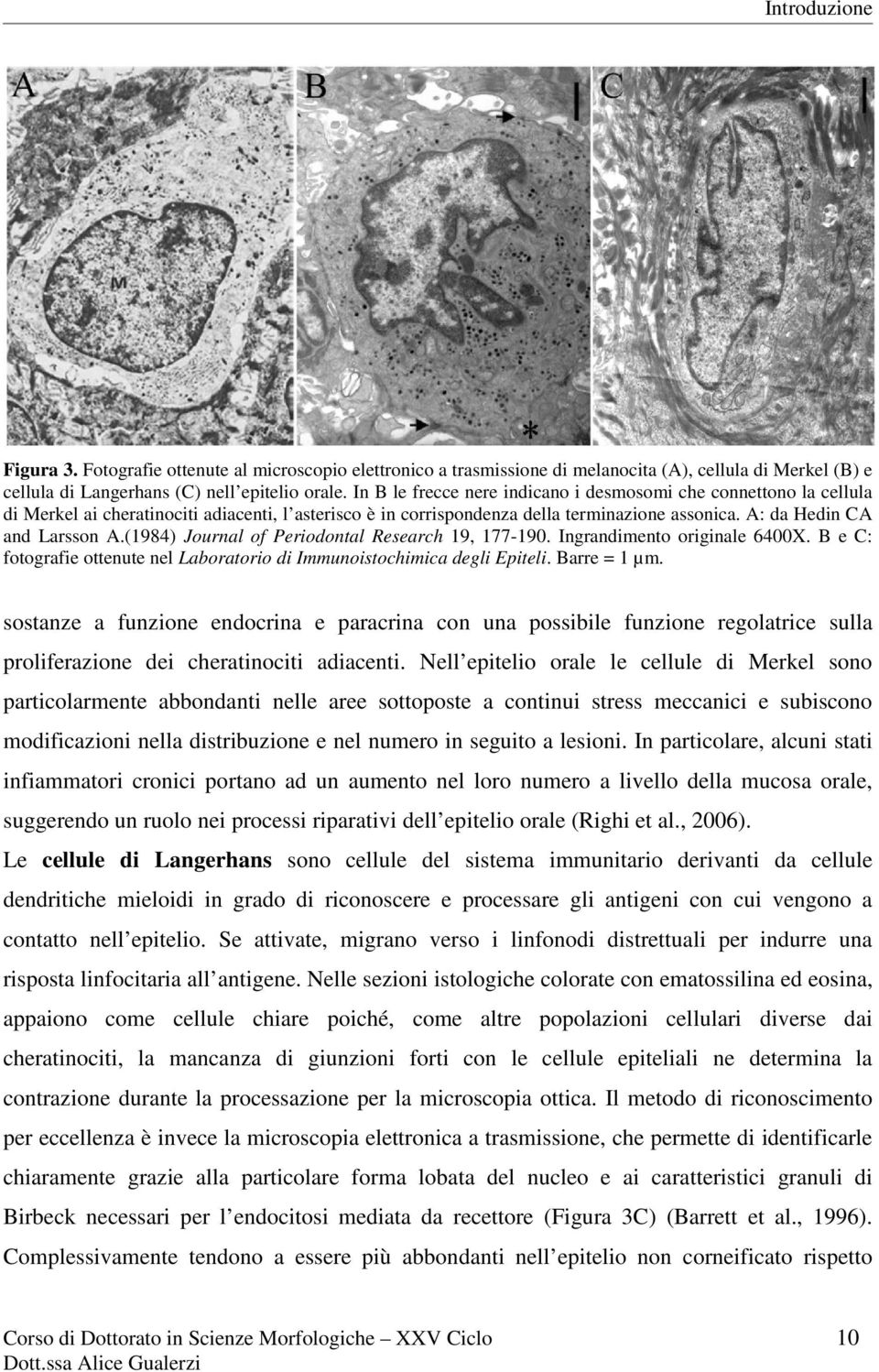 (1984) Journal of Periodontal Research 19, 177-190. Ingrandimento originale 6400X. B e C: fotografie ottenute nel Laboratorio di Immunoistochimica degli Epiteli. Barre = 1 µm.